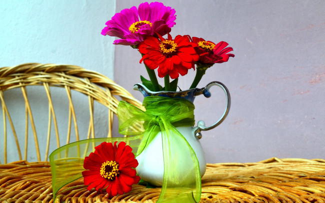 Обои картинки фото цветы, цинния, бант, малиновый, красный