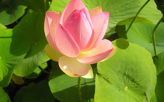 Обои картинки фото цветы, лотосы, буток