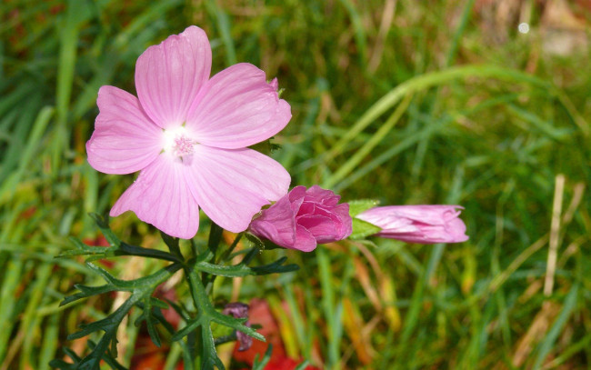 Обои картинки фото цветы, мальвы, лепестки