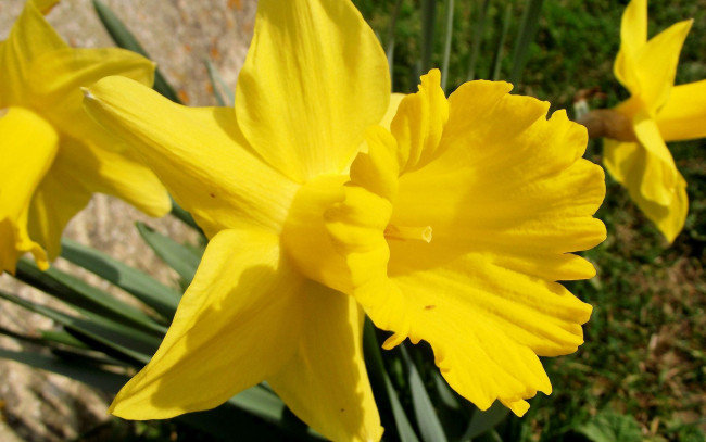 Обои картинки фото цветы, нарциссы, желтый