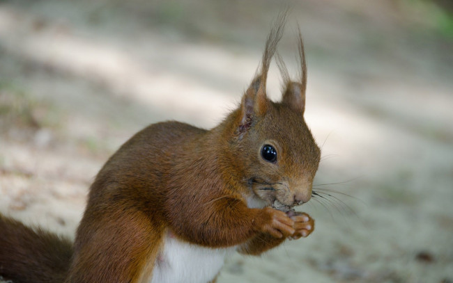 Обои картинки фото животные, белки, уши