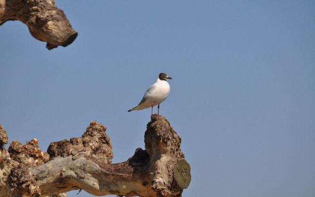 Обои картинки фото животные, Чайки,  бакланы,  крачки, чайка