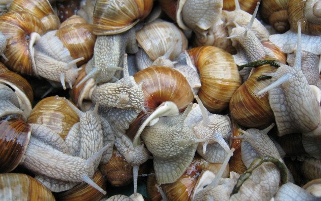 Обои картинки фото животные, улитки