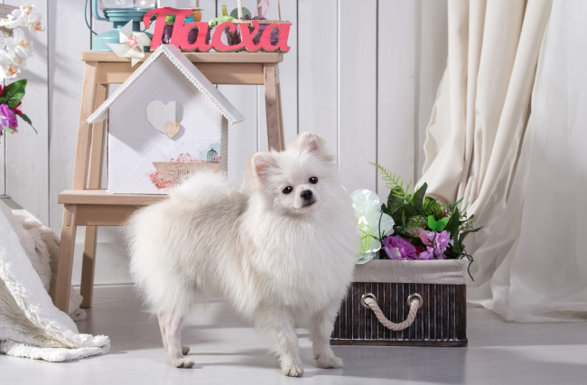 Обои картинки фото животные, собаки, шпиц, белый, милый, цветы