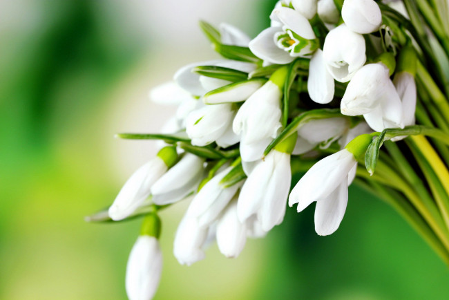 Обои картинки фото цветы, подснежники,  белоцветники,  пролески, первоцветы