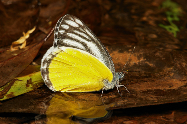 Обои картинки фото животные, бабочки,  мотыльки,  моли, itchydogimages, макро, бабочка, крылья, усики, узор