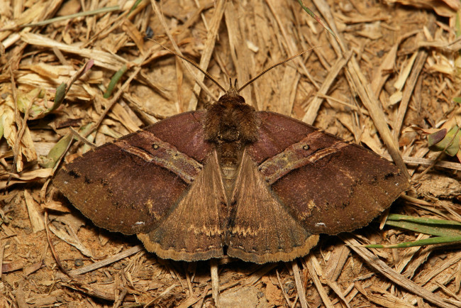 Обои картинки фото животные, бабочки,  мотыльки,  моли, itchydogimages, макро, насекомое, мотылёк