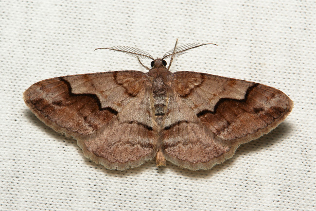 Обои картинки фото животные, бабочки,  мотыльки,  моли, itchydogimages, макро, моль, мотылёк