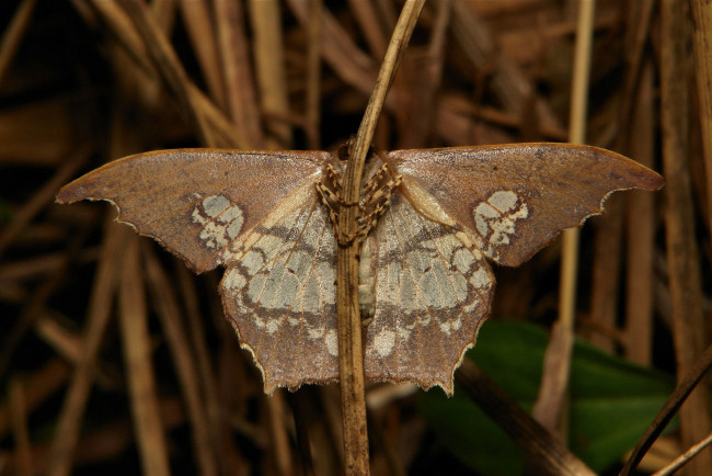 Обои картинки фото животные, бабочки,  мотыльки,  моли, травинка, макро, бабочка, itchydogimages, мотылёк, крылья