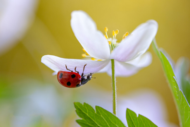 Обои картинки фото животные, божьи коровки, цветок, лепестки, растение, насекомое, жук, божья, коровка