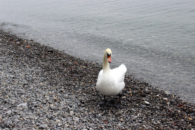 Обои картинки фото животные, лебеди, камни, вода