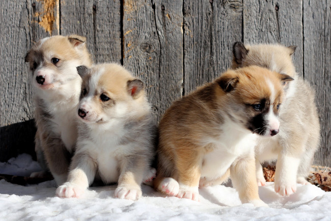 Обои картинки фото животные, собаки, щенки