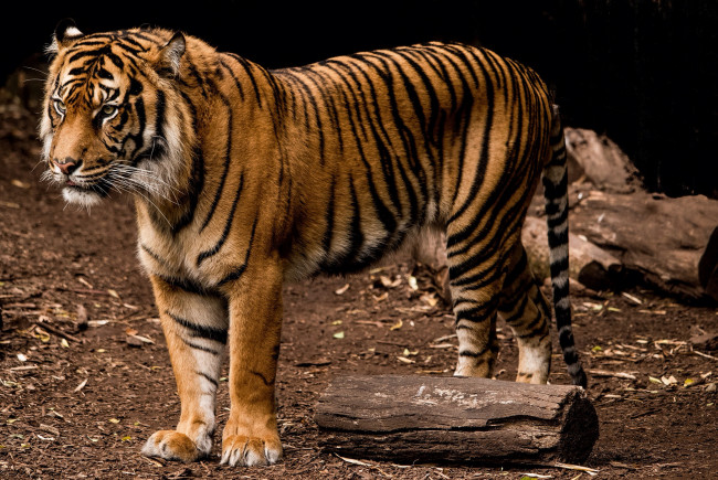 Обои картинки фото животные, тигры, тигр