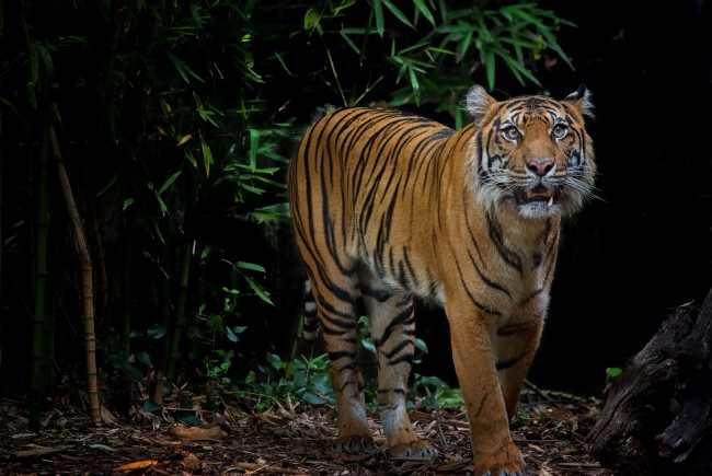 Обои картинки фото животные, тигры, тигр