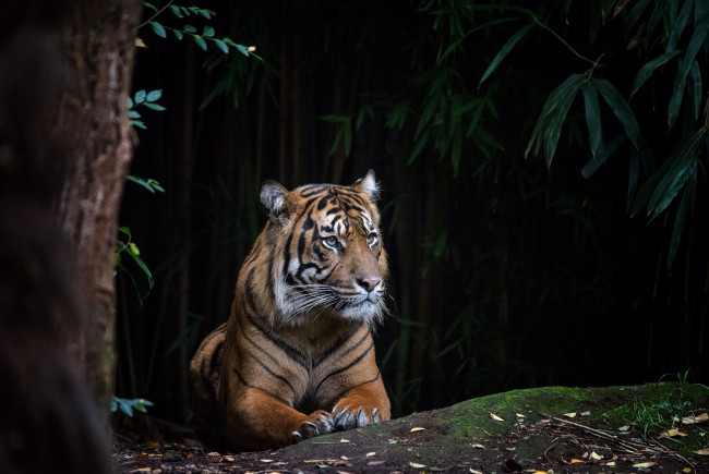 Обои картинки фото животные, тигры, тигр