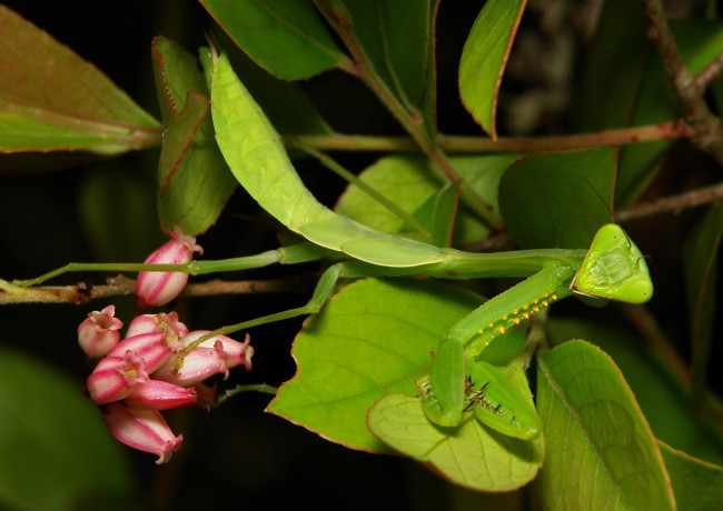 Обои картинки фото животные, богомолы, itchydogimages, макро, ветки, листья, цветы, богомол