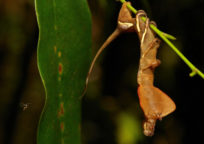 Обои картинки фото животные, гусеницы, itchydogimages, макро, веточка, листья, гусеница