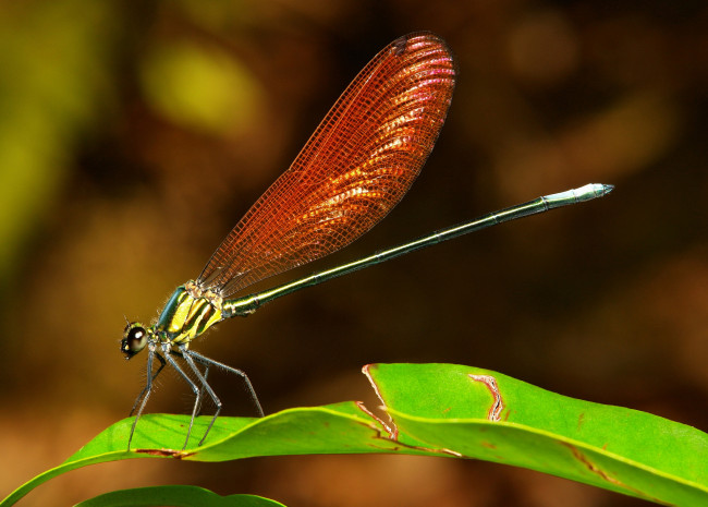 Обои картинки фото животные, стрекозы, itchydogimages, макро, стрекоза