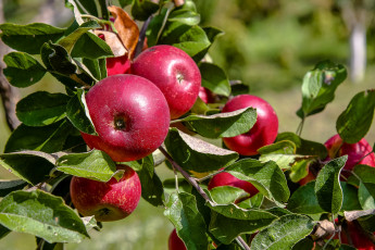 Картинка природа плоды яблочки