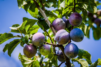 Картинка природа плоды сливы