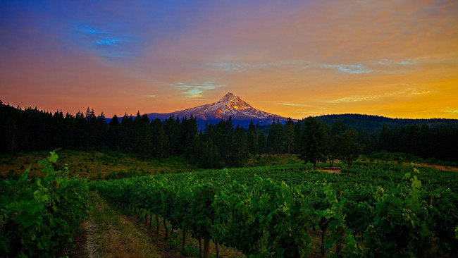 Обои картинки фото природа, пейзажи, гора, пейзаж, вечер, виноградники