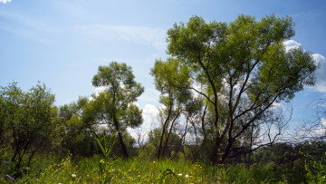 Картинка природа деревья красота родной