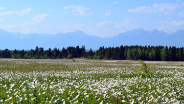 Картинка природа луга красота родной