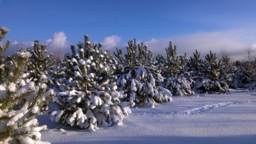 Картинка природа зима красота родной