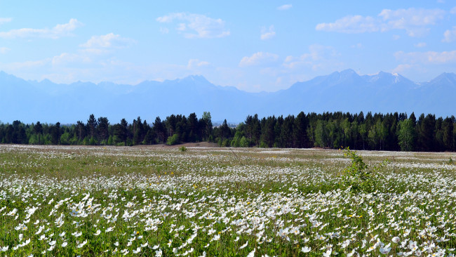 Обои картинки фото природа, луга, красота, родной