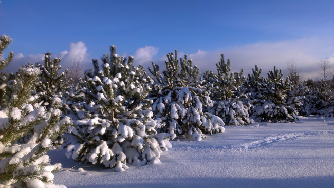 Обои картинки фото природа, зима, красота, родной