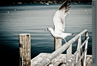 Картинка календари животные водоем птица