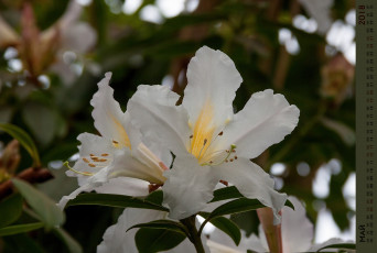 Картинка календари цветы бутон