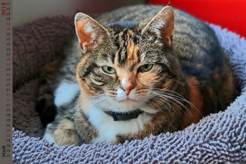 Картинка календари животные взгляд кошка