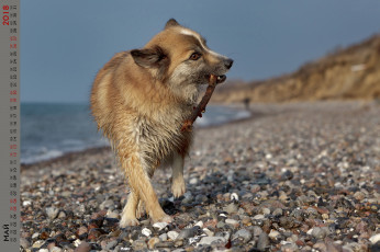 Картинка календари животные водоем собака