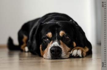 обоя календари, животные, собака