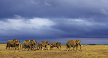 Картинка животные слоны на водопой стадо