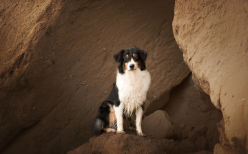 Картинка животные собаки взгляд собака фон