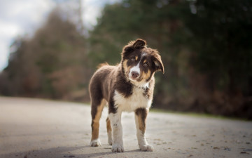 Картинка австралийская+овчарка животные собаки aussie australian shepherd dog pets brown собака домашнее животное breeds of dogs австралийская овчарка