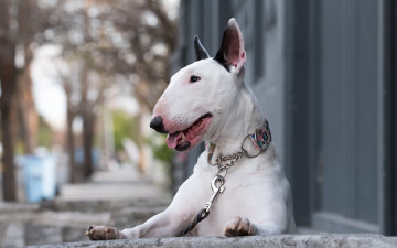 Картинка бультерьер животные собаки англия собака терьер terriers pets bull terrier