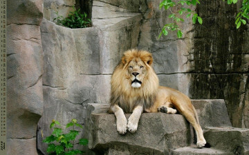 Картинка календари животные взгляд лев