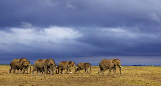 Обои картинки фото животные, слоны, на, водопой, стадо