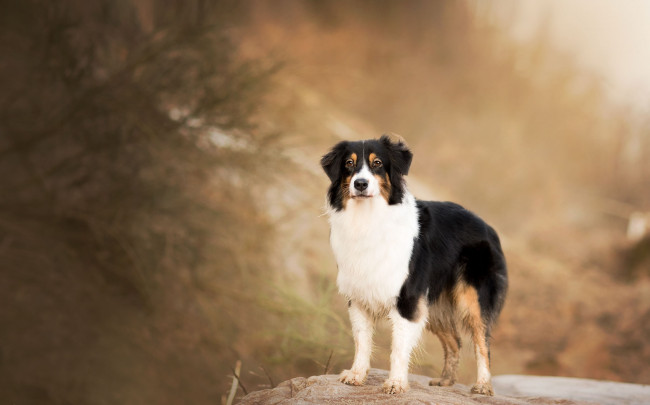 Обои картинки фото животные, собаки, собака, взгляд, фон