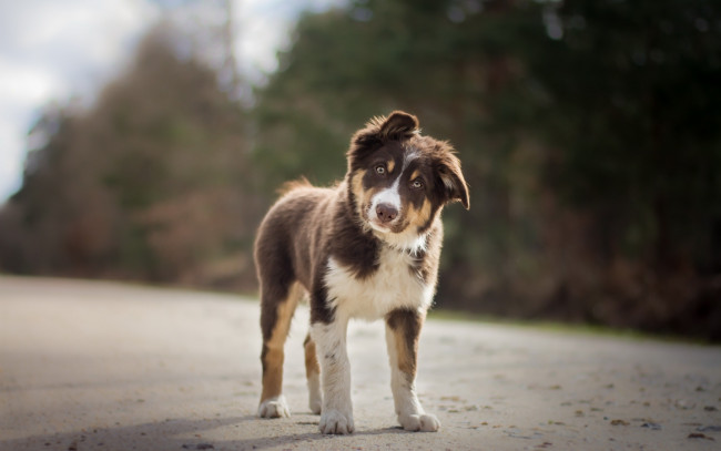 Обои картинки фото австралийская овчарка, животные, собаки, aussie, australian, shepherd, dog, pets, brown, собака, домашнее, животное, breeds, of, dogs, австралийская, овчарка