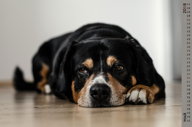 Обои картинки фото календари, животные, собака