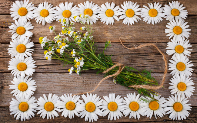 Обои картинки фото цветы, ромашки, фон