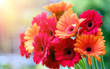 Картинка цветы герберы розовый оранжевый