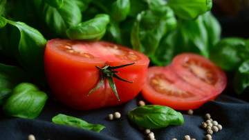 Картинка еда помидоры базилик помидор макро