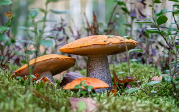 Картинка природа грибы грибная семейка