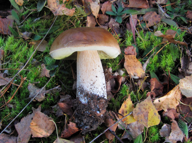 Обои картинки фото еда, грибы,  грибные блюда, мох, листья, боровик