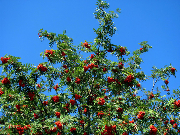 Обои картинки фото природа, ягоды,  рябина, дерево, рябина, осень, грозди